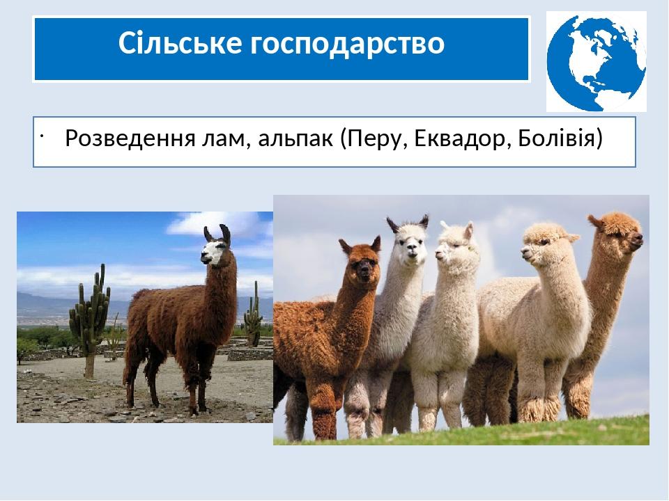 Сільське господарство Розведення лам, альпак (Перу, Еквадор, Болівія)