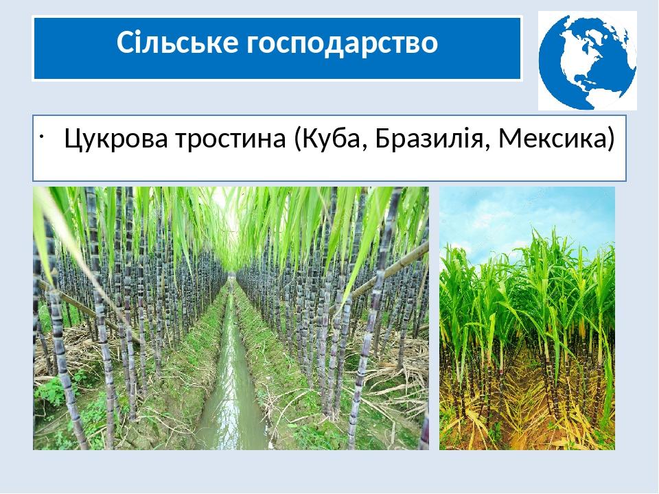 Сільське господарство Цукрова тростина (Куба, Бразилія, Мексика)