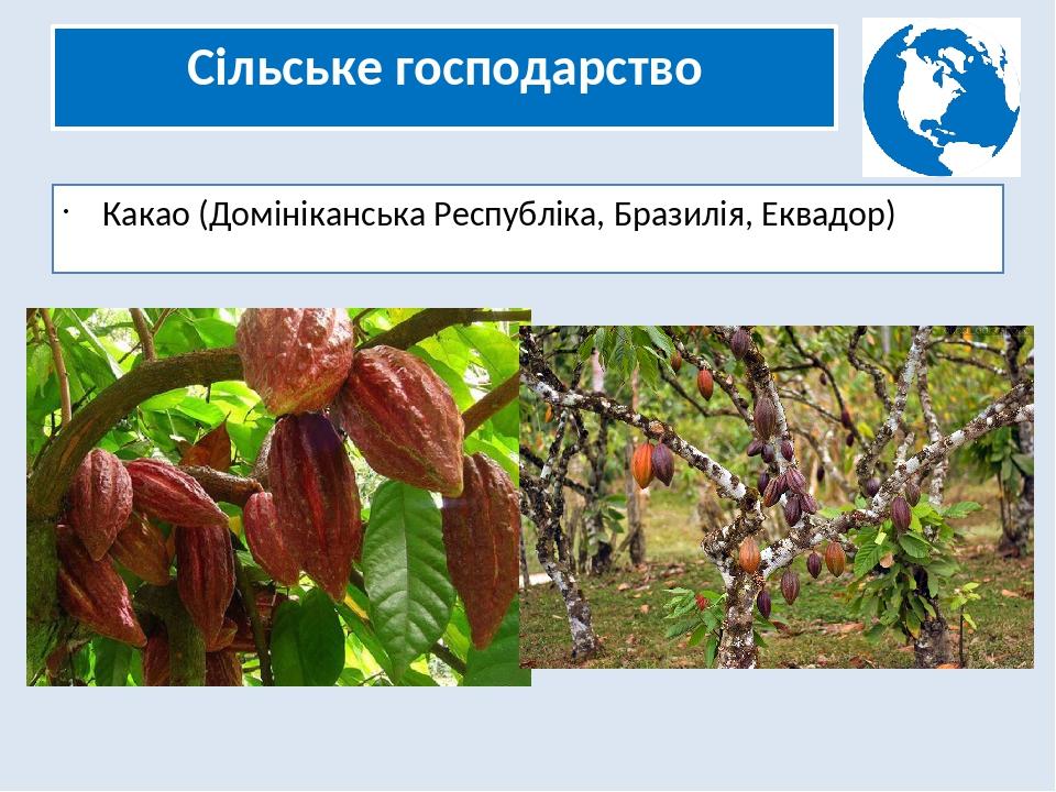 Сільське господарство Какао (Домініканська Республіка, Бразилія, Еквадор)