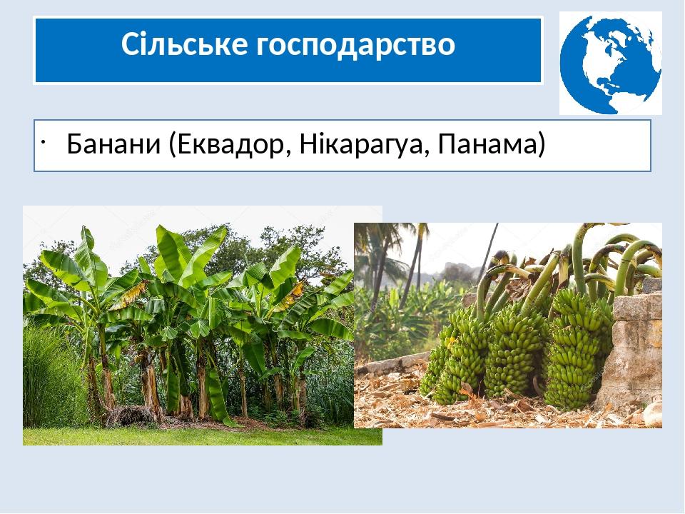 Сільське господарство Банани (Еквадор, Нікарагуа, Панама)
