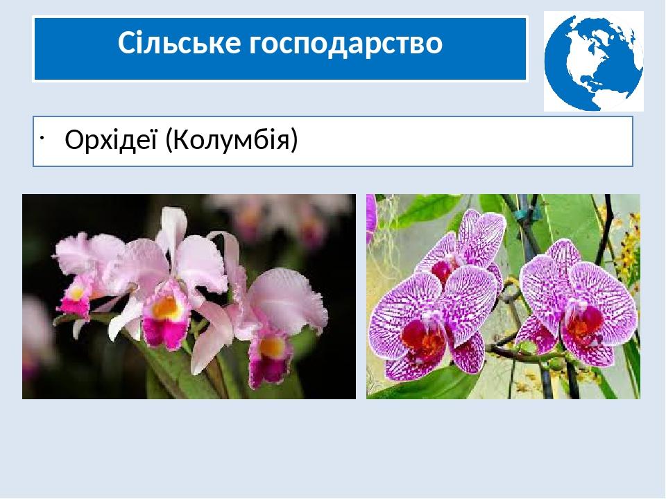 Сільське господарство Орхідеї (Колумбія)