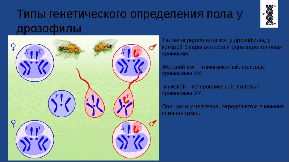 Рассмотрите рисунок на котором представлена схема хромосомной дифференциации пола у дрозофил какой