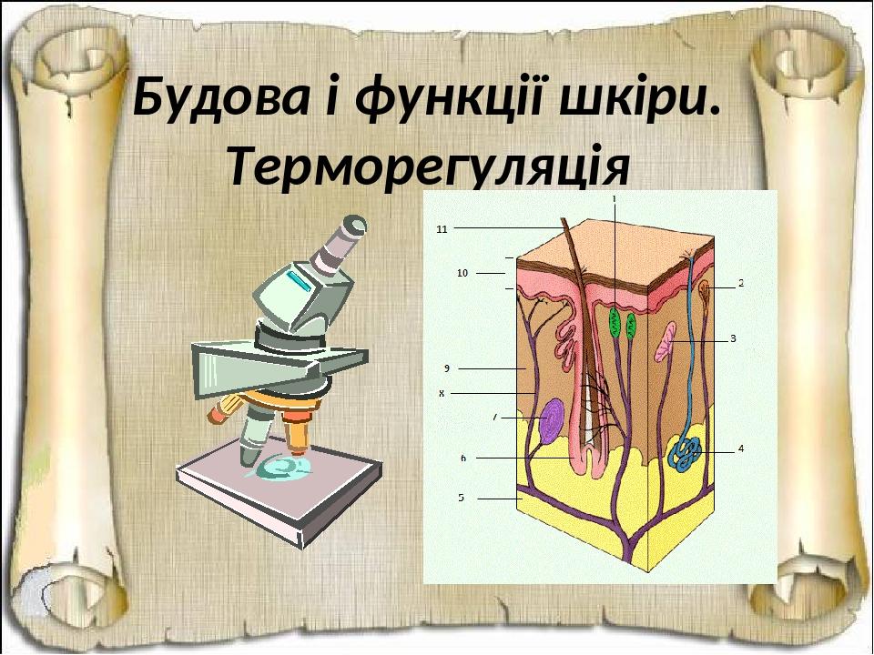 Будова і функції шкіри. Терморегуляція