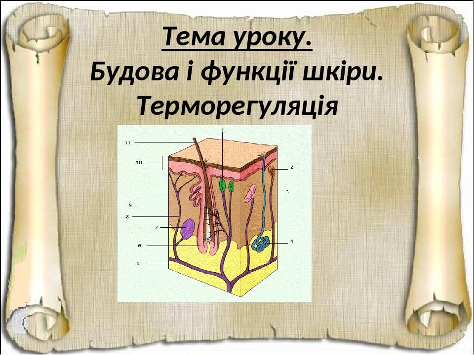 Тема уроку. Будова і функції шкіри. Терморегуляція