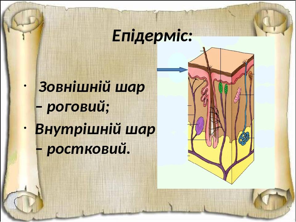 Епідерміс: Зовнішній шар – роговий; Внутрішній шар – ростковий.