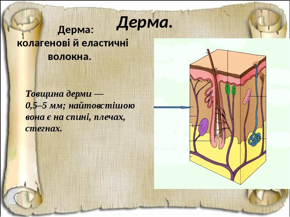 Дерма. Дерма: колагенові й еластичні волокна. Товщина дерми — 0,5–5 мм; найтовстішою вона є на спині, плечах, стегнах.