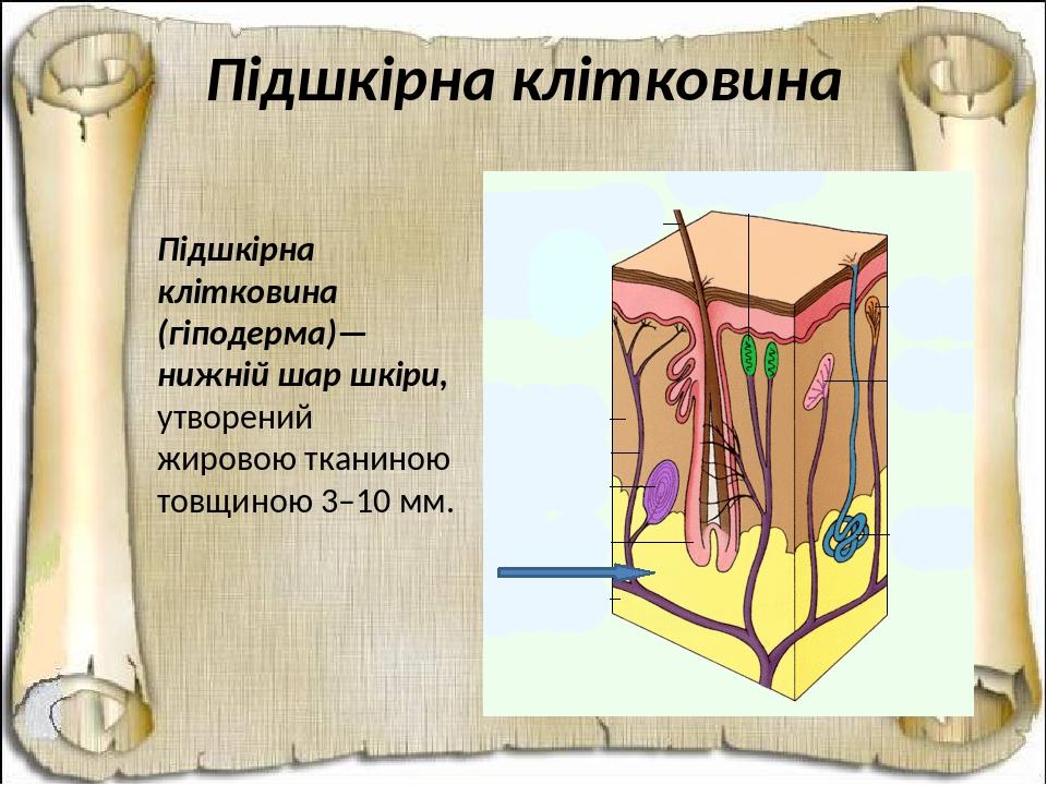 Підшкірна клітковина Підшкірна клітковина (гіподерма)— нижній шар шкіри, утворений жировою тканиною товщиною 3–10 мм.