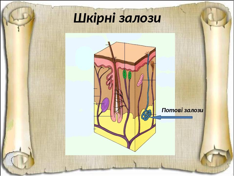 Шкірні залози Потові залози