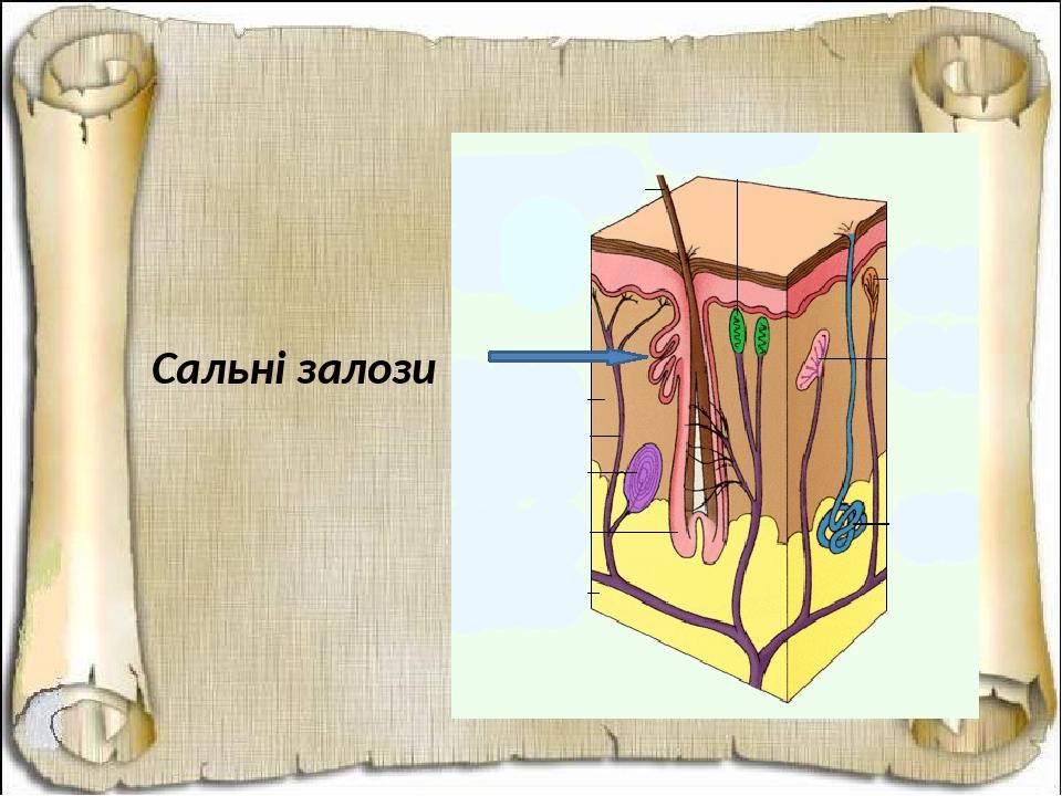 Сальні залози