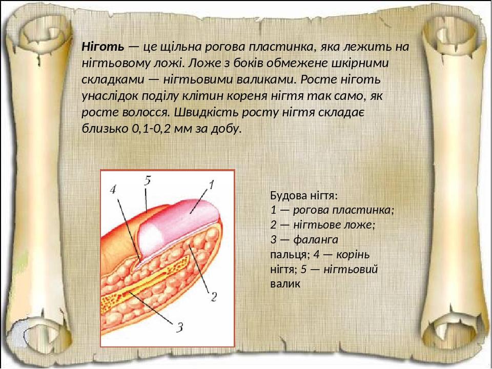Ніготь — це щільна рогова пластинка, яка лежить на нігтьовому ложі. Ложе з боків обмежене шкірними складками — нігтьовими валиками. Росте ніготь ун...