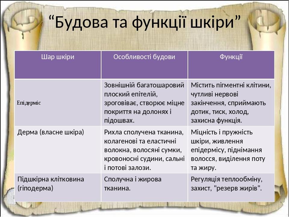 “Будова та функції шкіри” Шар шкіри Особливості будови Функції Епідерміс Зовнішнійбагатошаровийплоскийепітелій,зроговіває,створюєміцнепокриттянадол...