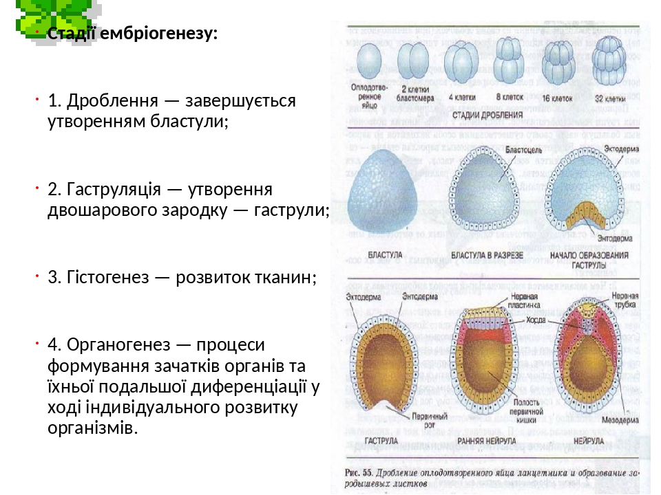 Рассмотрите рисунок на котором изображен процесс образования многоклеточного зародыша