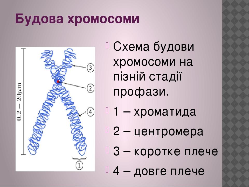 Пуфы политенной хромосомы