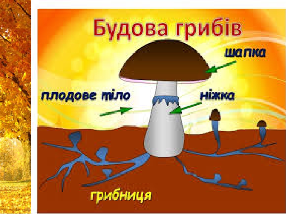 Назови по рисунку слово гриб произнеси по порядку звуки в слове укажи каждый звук