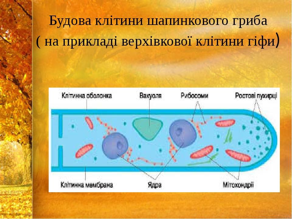 Будова гриба картинка