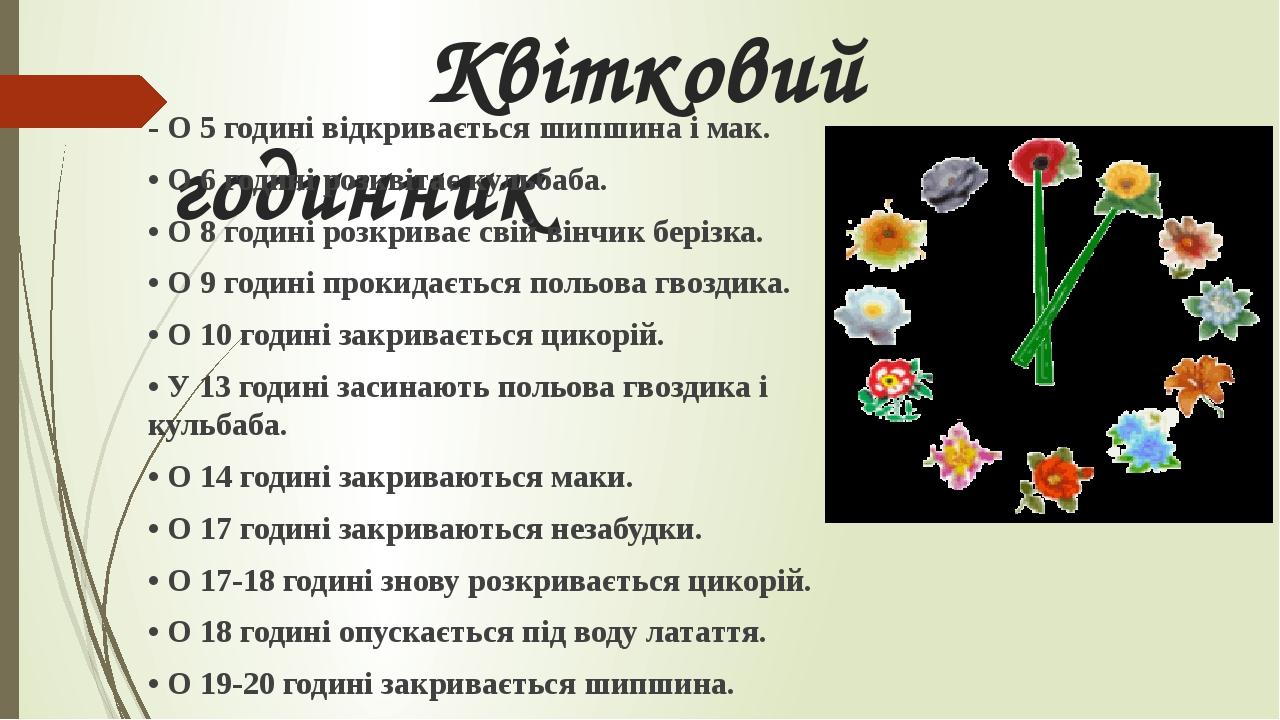 Квітковий годинник - О 5 годині відкривається шипшина і мак. • О 6 годині розквітає кульбаба. • О 8 годині розкриває свій вінчик берізка. • О 9 год...