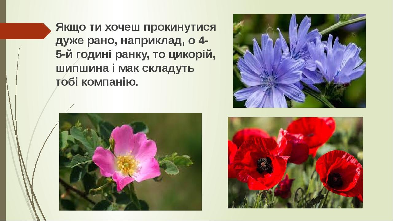 Якщо ти хочеш прокинутися дуже рано, наприклад, о 4-5-й годині ранку, то цикорій, шипшина і мак складуть тобі компанію.