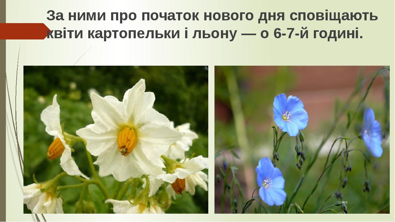 За ними про початок нового дня сповіщають квіти картопельки і льону — о 6-7-й годині.