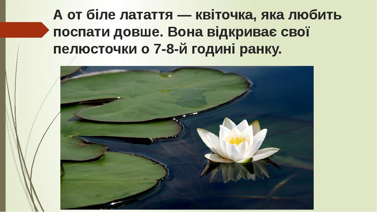 А от біле латаття — квіточка, яка любить поспати довше. Вона відкриває свої пелюсточки о 7-8-й годині ранку.