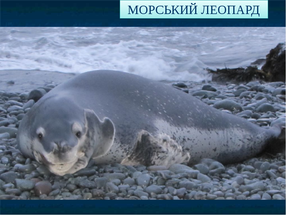 Морской леопард фото в антарктиде