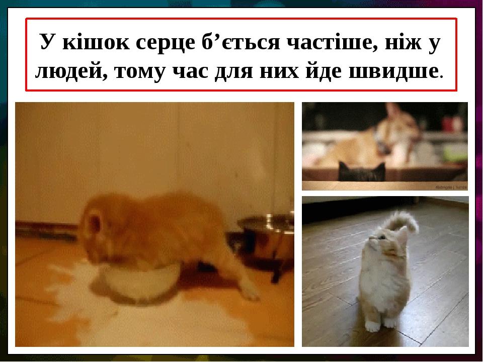 У кішок серце б’ється частіше, ніж у людей, тому час для них йде швидше.