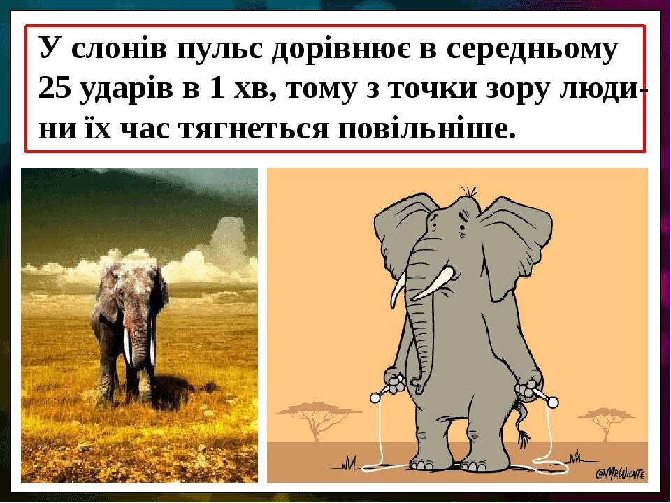 У слонів пульс дорівнює в середньому 25 ударів в 1 хв, тому з точки зору люди-ни їх час тягнеться повільніше.