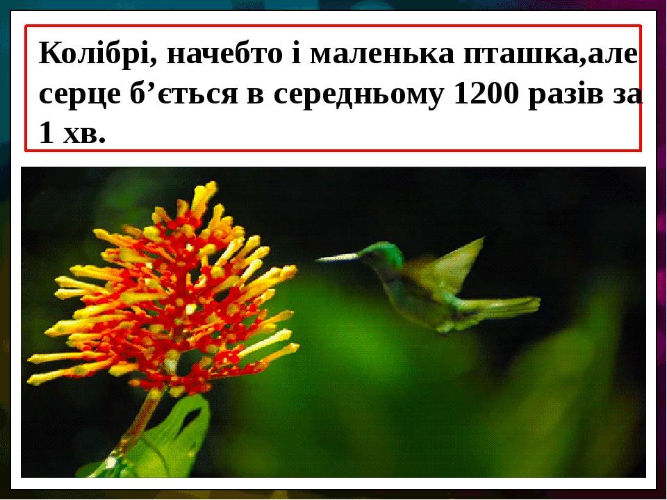 Колібрі, начебто і маленька пташка,але серце б’ється в середньому 1200 разів за 1 хв.