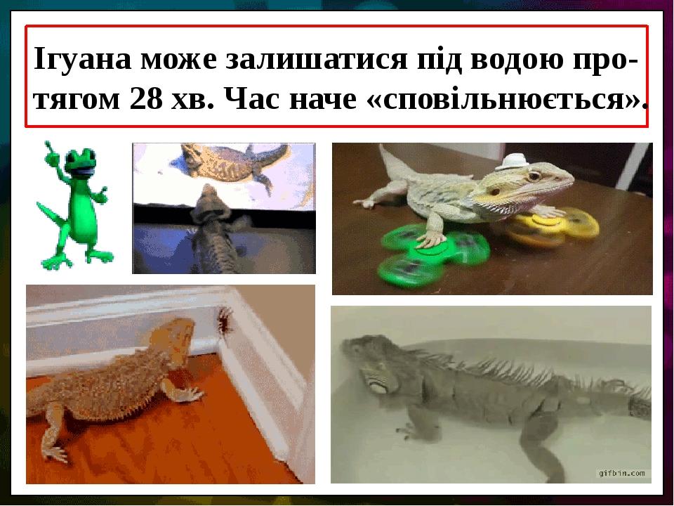 Ігуана може залишатися під водою про-тягом 28 хв. Час наче «сповільнюється».