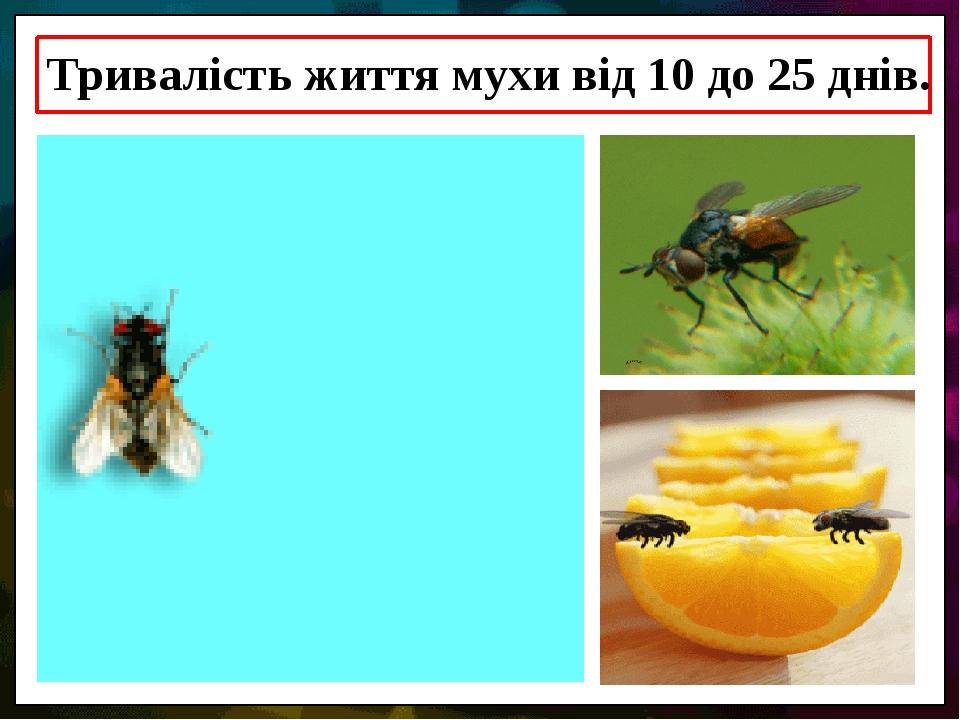 Тривалість життя мухи від 10 до 25 днів.