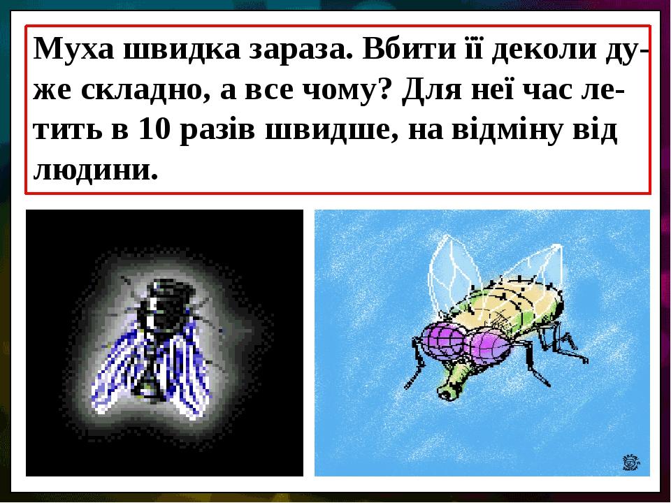 Муха швидка зараза. Вбити її деколи ду-же складно, а все чому? Для неї час ле-тить в 10 разів швидше, на відміну від людини.