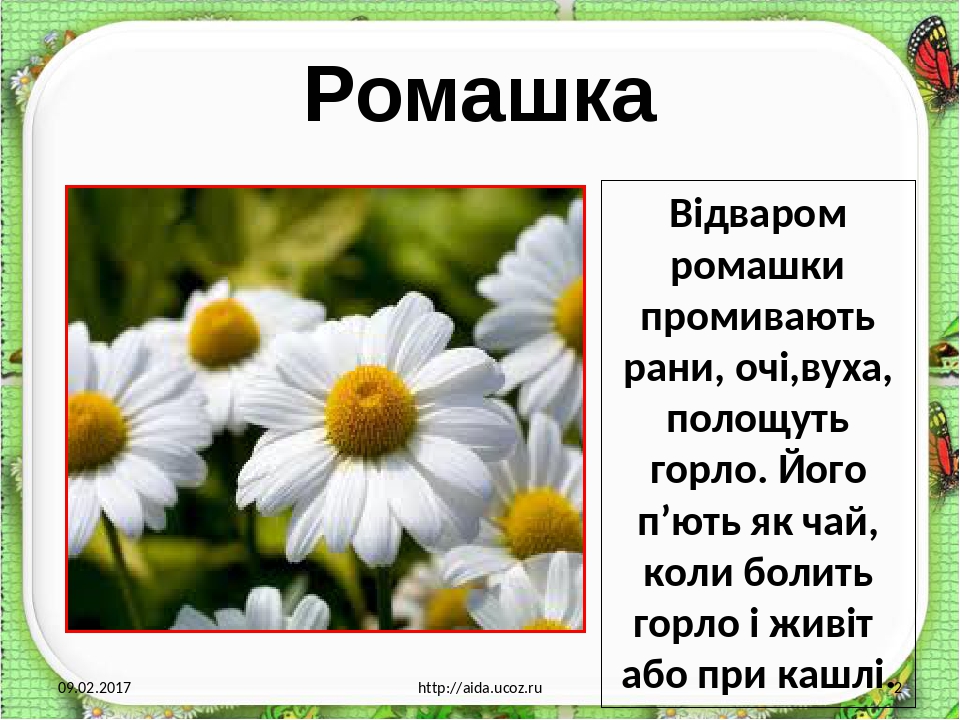 Презентація "Лікарські рослини рідного краю"