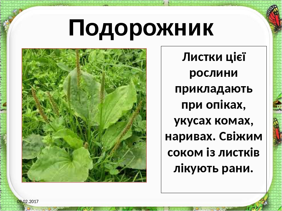 Презентація "Лікарські рослини рідного краю"