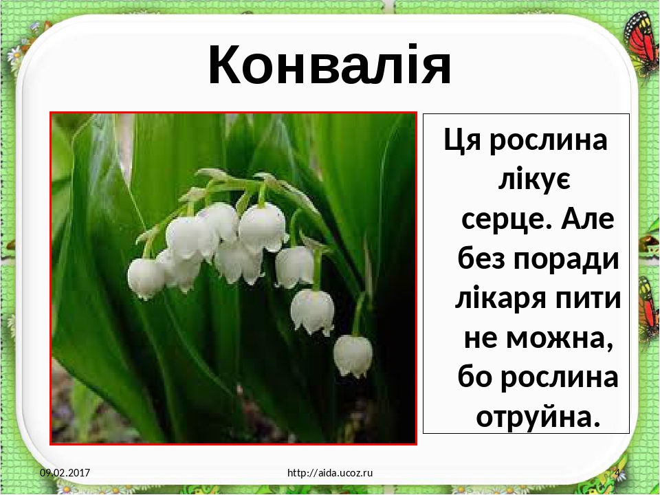 Презентація "Лікарські рослини рідного краю"