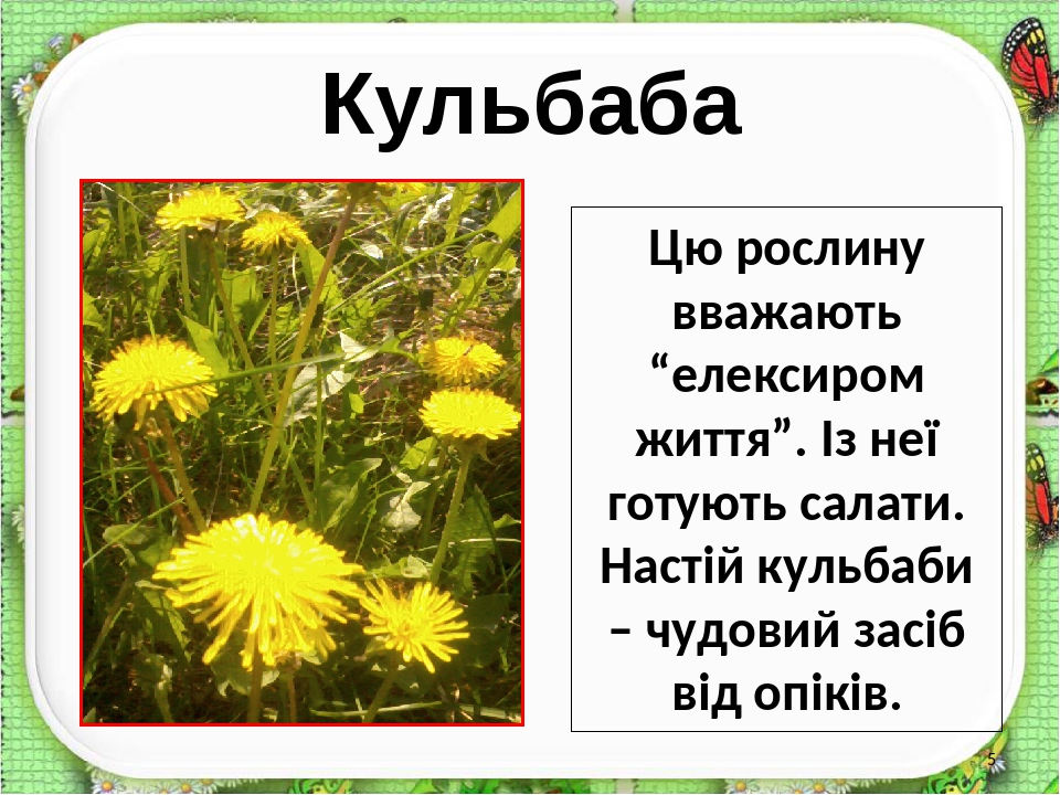 Презентація "Лікарські рослини рідного краю"