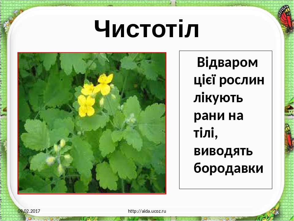 Презентація "Лікарські рослини рідного краю"