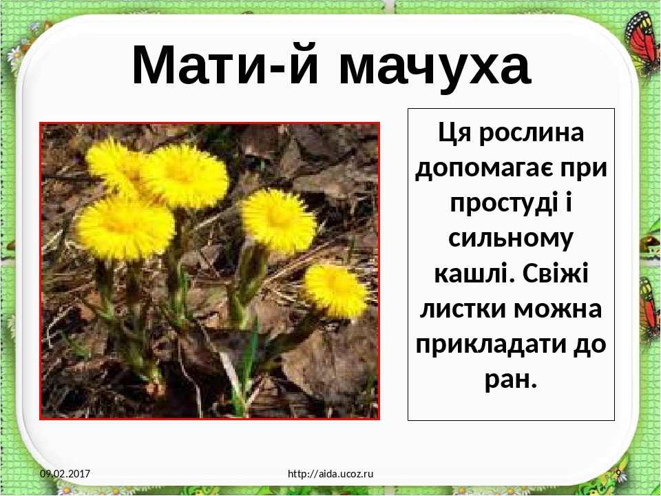 Презентація "Лікарські рослини рідного краю"
