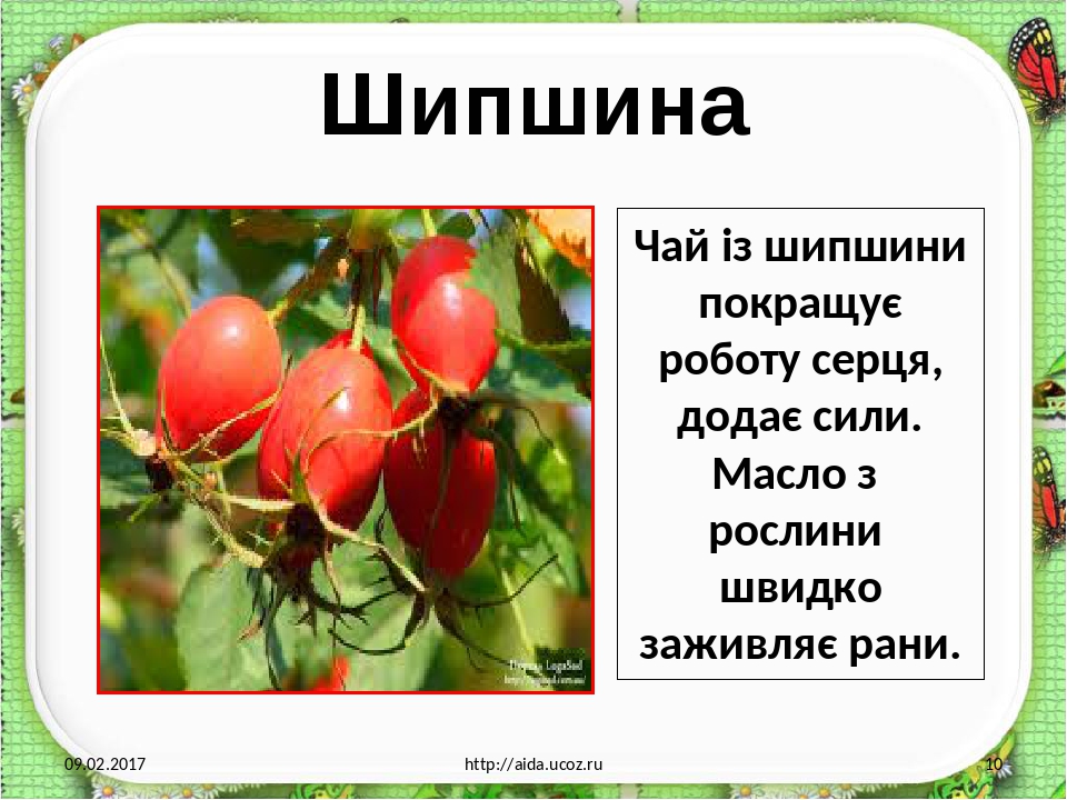 Шипшина 09.02.2017 http://aida.ucoz.ru Чай із шипшини покращує роботу серця, додає сили. Масло з рослини швидко заживляє рани.
