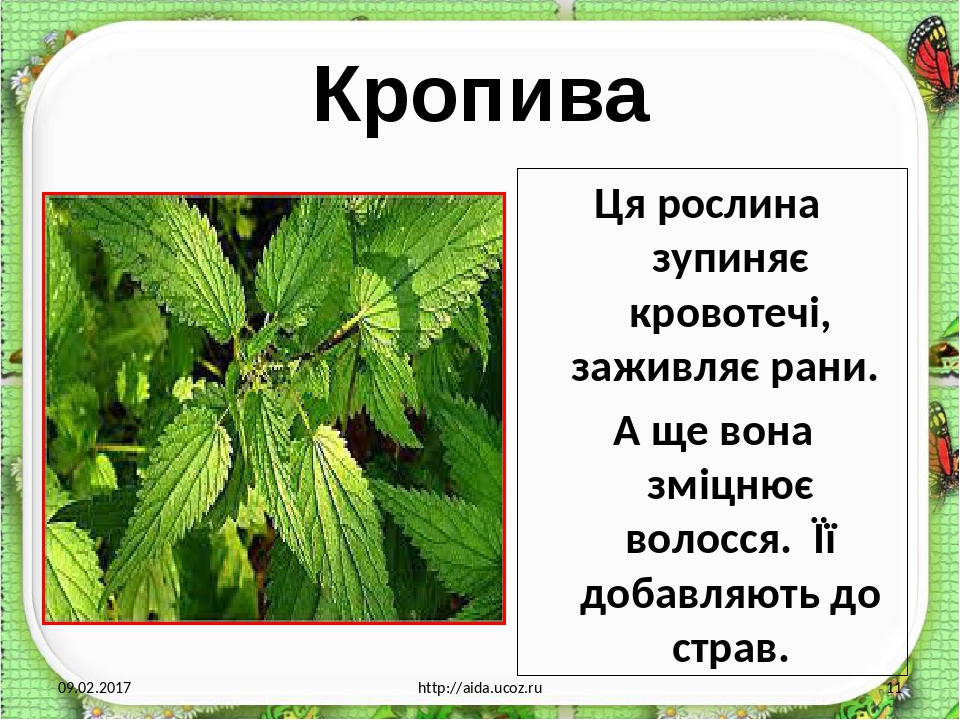 Кропива Ця рослина зупиняє кровотечі, заживляє рани. А ще вона зміцнює волосся. Її добавляють до страв. 09.02.2017 http://aida.ucoz.ru