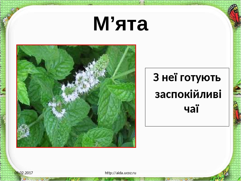 М’ята 09.02.2017 http://aida.ucoz.ru З неї готують заспокійливі чаї