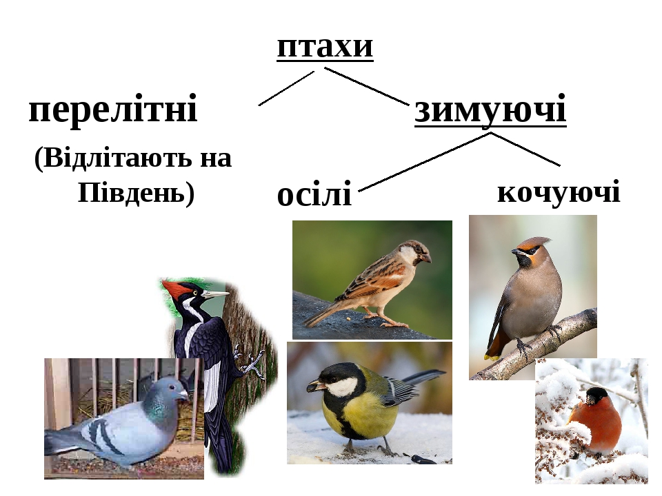 Проект "Зимуючі птахи нашого краю"