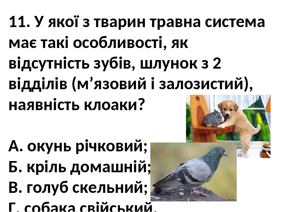 Клоака фото у женщин