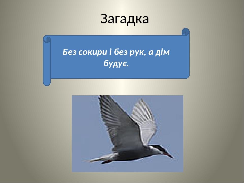 Загадка без рук рисует без рук кусает