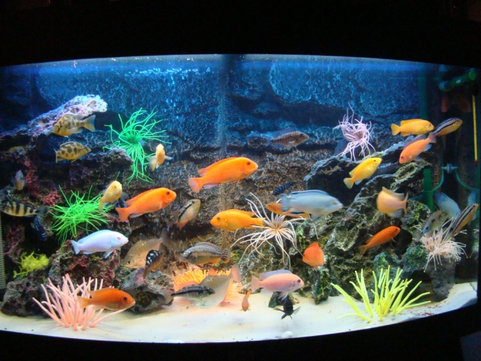 Посібник "Цікава акваріумістика". Найкорисніше для акваріумістів-початківців