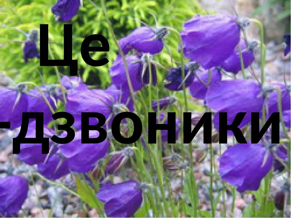 Це -дзвоники.