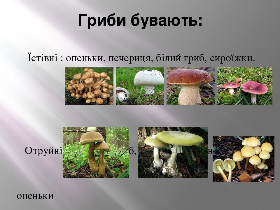 Гриби бувають: Їстівні : опеньки, печериця, білий гриб, сироїжки. Отруйні : жовчний гриб, бліда поганка, несправжні опеньки