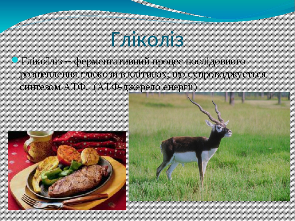 Гліколіз Гліко́ліз -- ферментативний процес послідовного розщеплення глюкози в клітинах, що супроводжується синтезом АТФ. (АТФ-джерело енергії)