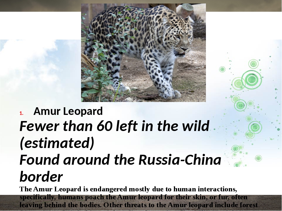 Top 10 endangered animals