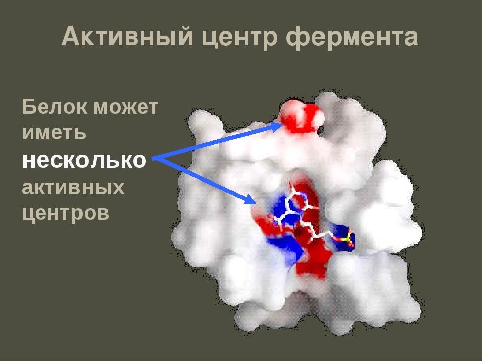 Питание. Система пищеварения 