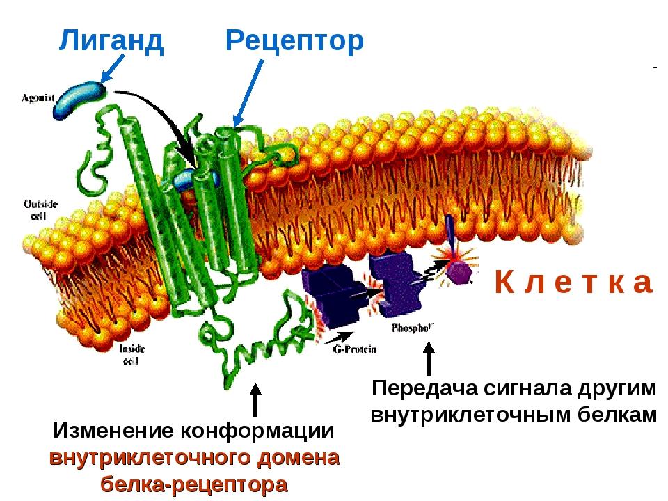 Моторный белок динеин