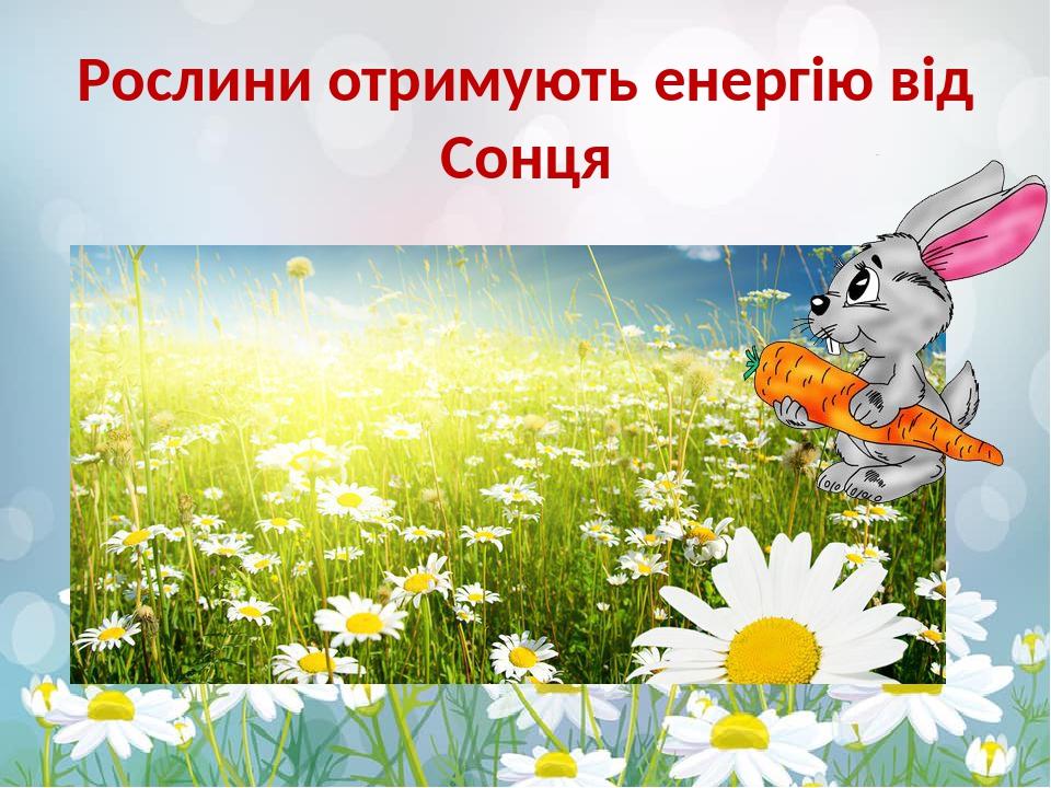 Рослини отримують енергію від Сонця